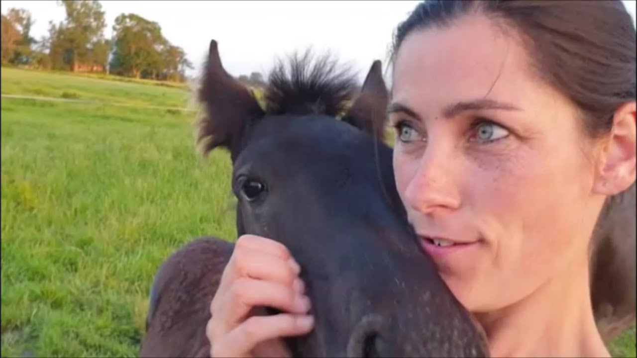 Lianne cuddle time, with her fluffy fur 😍 Friesian horses.