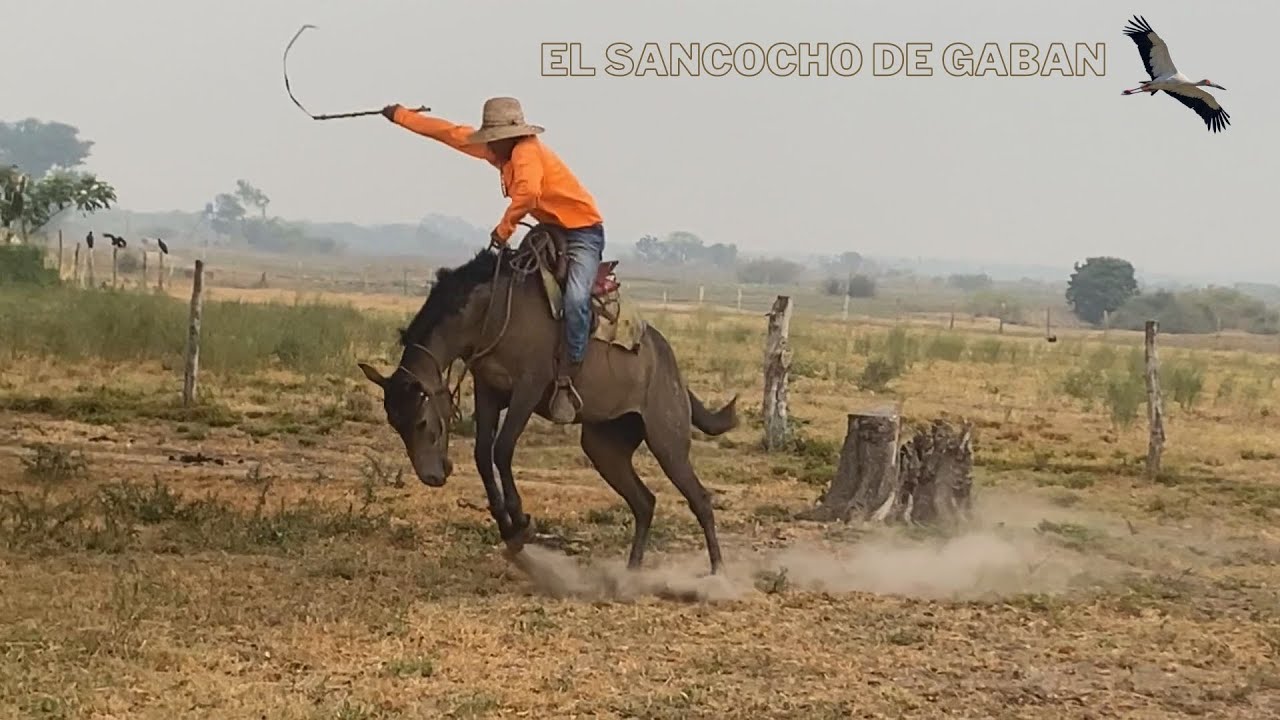 EL SANCOCHO DE GABAN- Jesús Daniel Quintero- El Tigrito De Matanegra