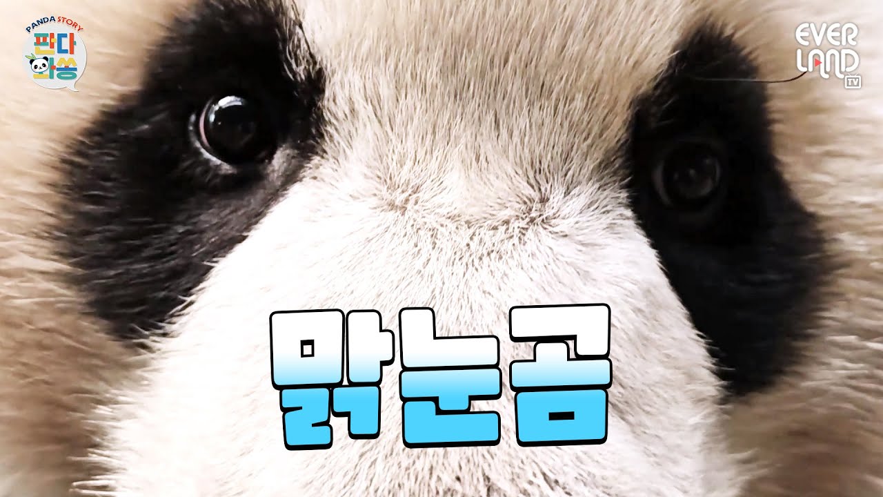 [ENG]집나간 액체괴물 아져씨 찾아여｜#판다와쏭 #188