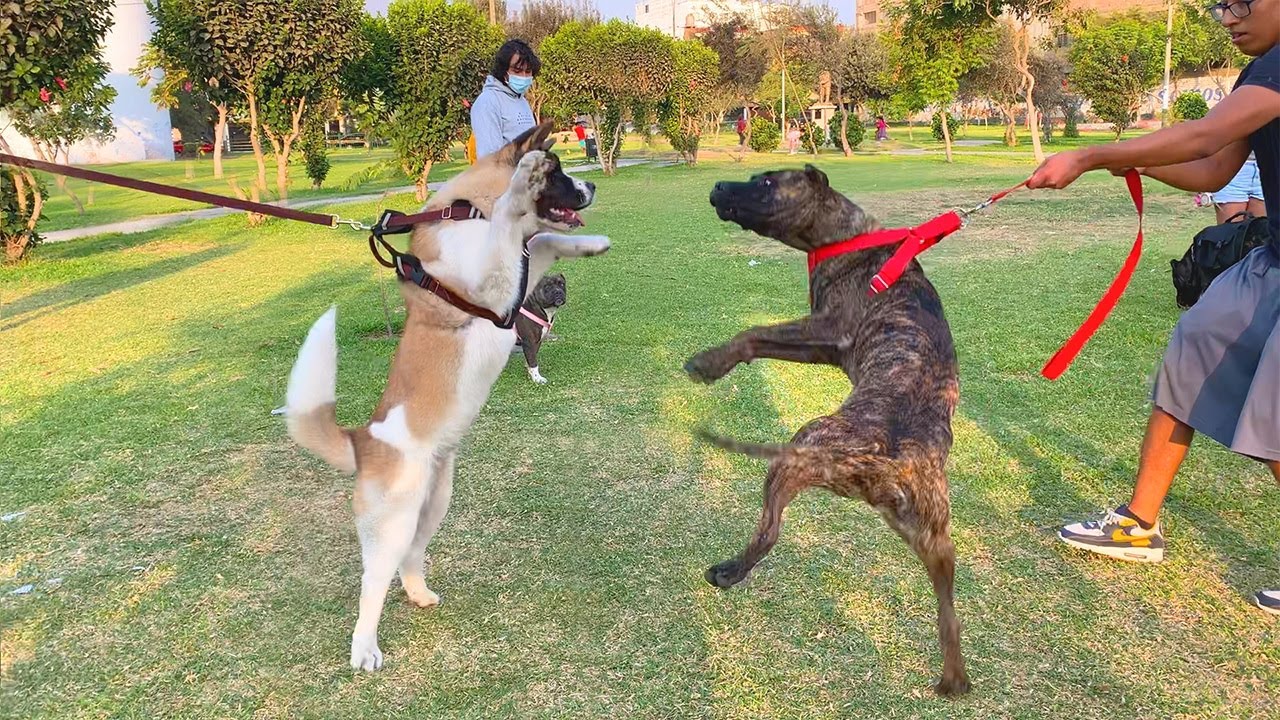 Akita Americano ❌ Bandog ❌ Dogo Argentino ❌ Rottweiler ❌ Presa Canario - Encuentro canino