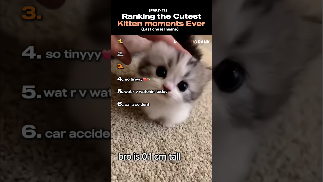 Ranking the Cutest kitten moments ever