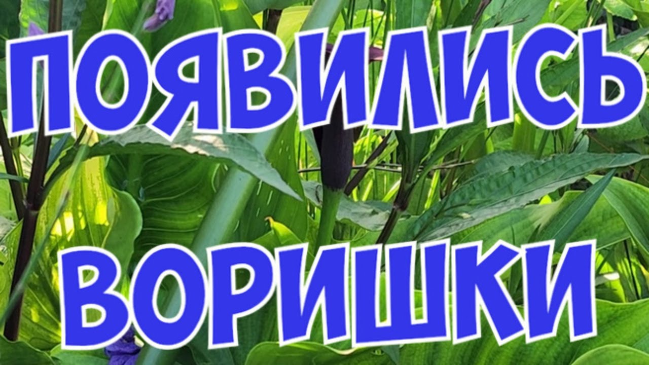 ГОТОВИМСЯ К ПРИЕМУ НОВЫХ РЫБ. На моём пруду появились воришки.