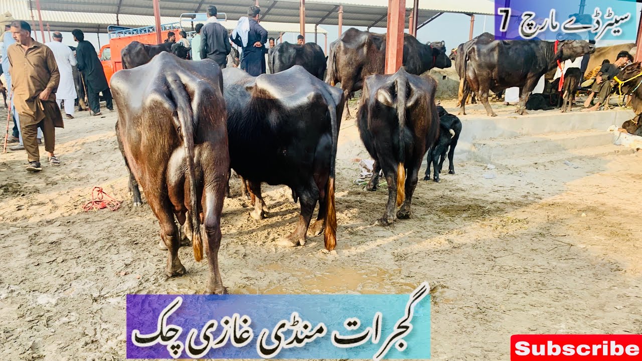 گجرات منڈی غازی چک تعزیہ اور گینگر بھنس کے ریٹس اپڈیٹس گجرات منڈی 🐮