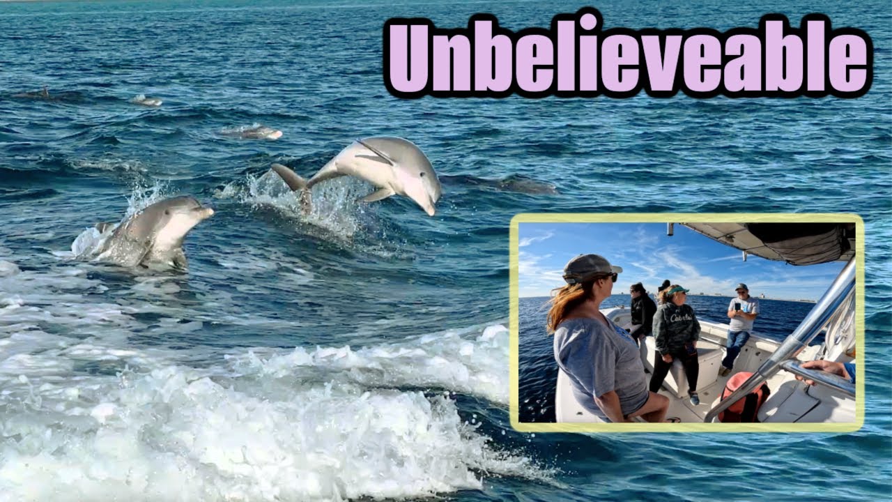 Largest Dolphin Pod spotted while saying Farewell!