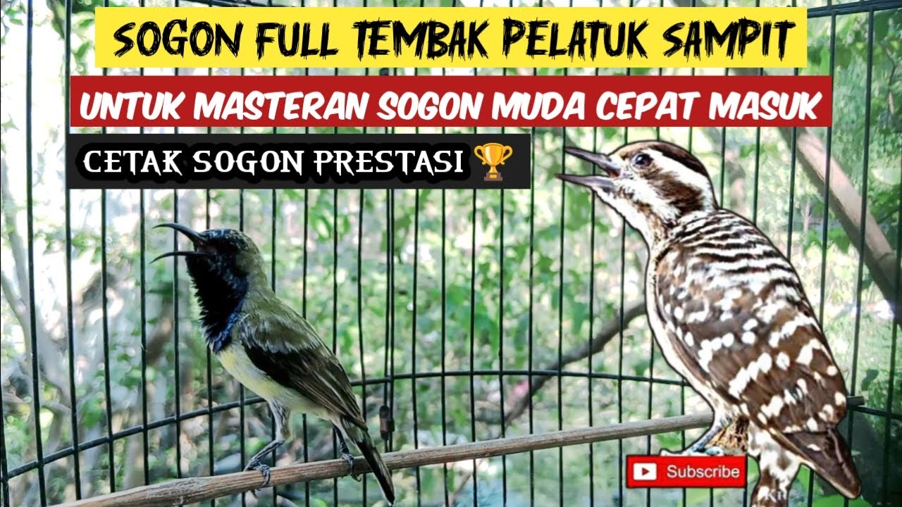 PANCINGAN SOGON GACOR FULL TEMBAKAN PELATUK SAMPIT COCOK UNTUK MASTERAN SOGON BAHAN