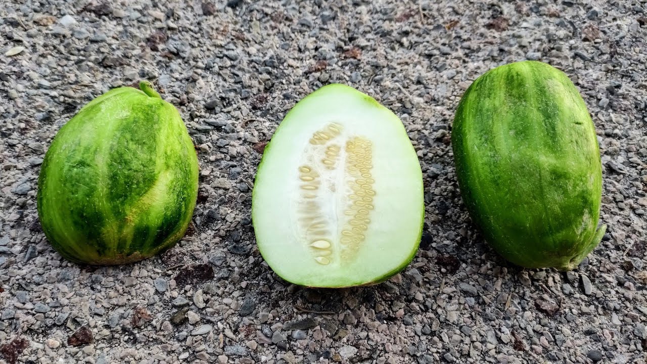 Cucumber Melon / Carosello (Cucumis melo) tastes different