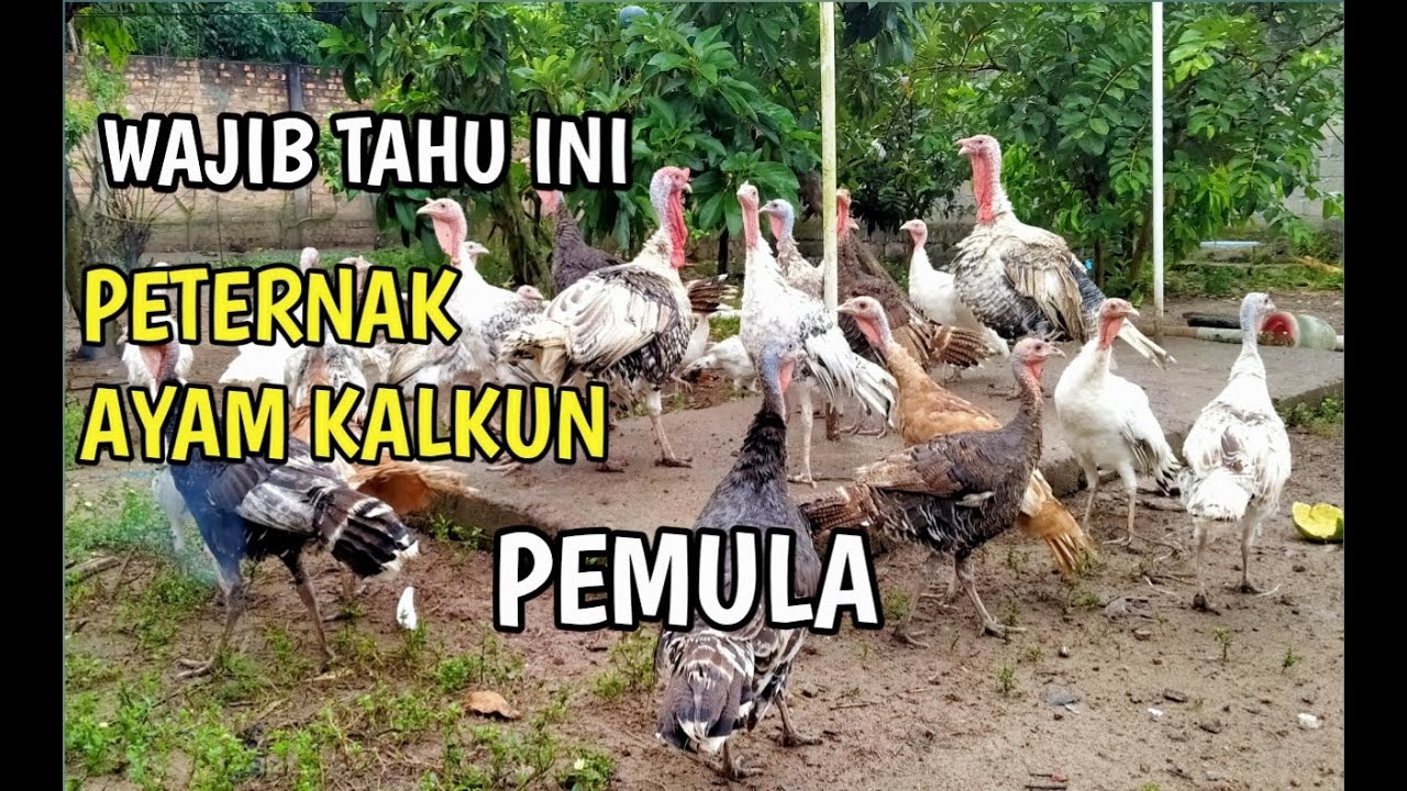 TERNAK AYAM KALKUN/RAISING TURKEYS | BETERNAK SKALA RUMAHAN UNTUK PEMULA