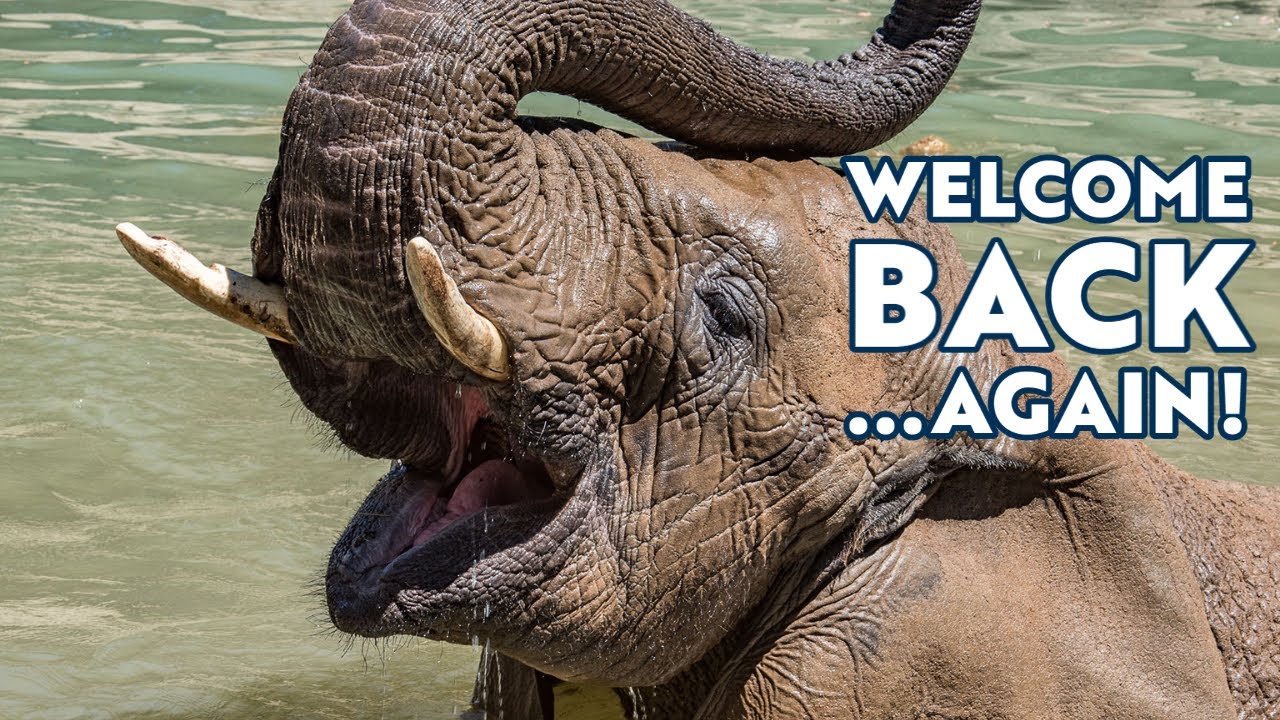 We're Reopening...Again!
