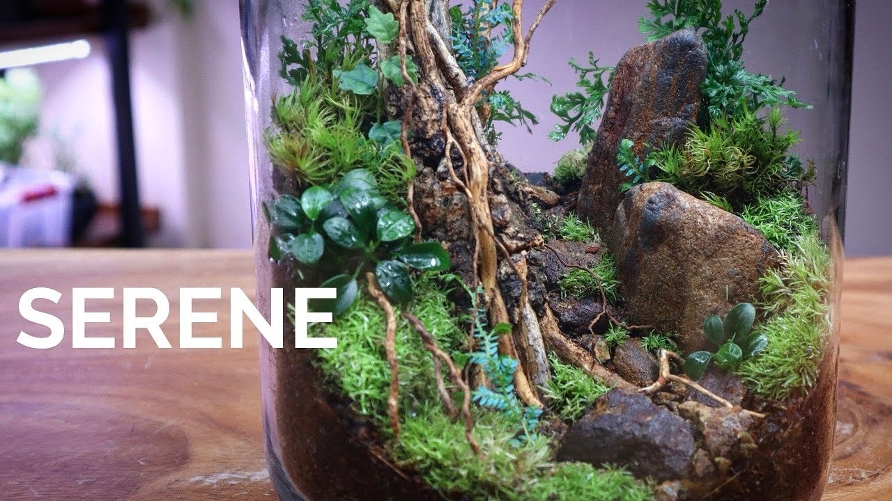 Serene Terrarium Scape (🌿Step by Step Tutorial)
