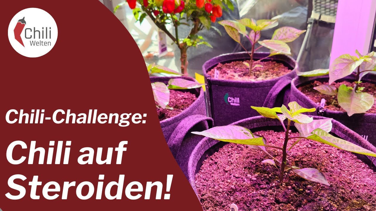 Vollgas bei den Pflanzen zur #chilichallenge2024 - Saison 2024 #03