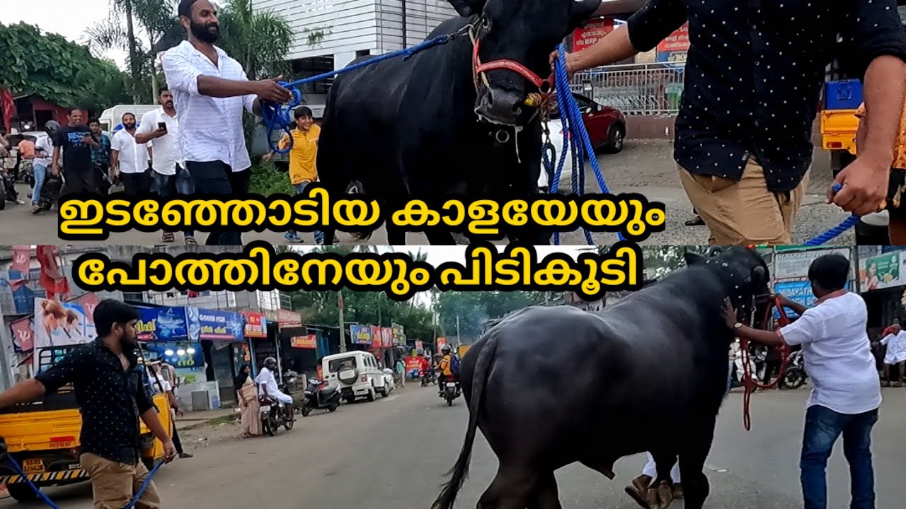 ഇടഞ്ഞോടിയ കാളയേയും, പോത്തിനേയും പിടികൂടി പെരുമ്പാവൂരിലെനാട്ടുകാർ bull Kerala
