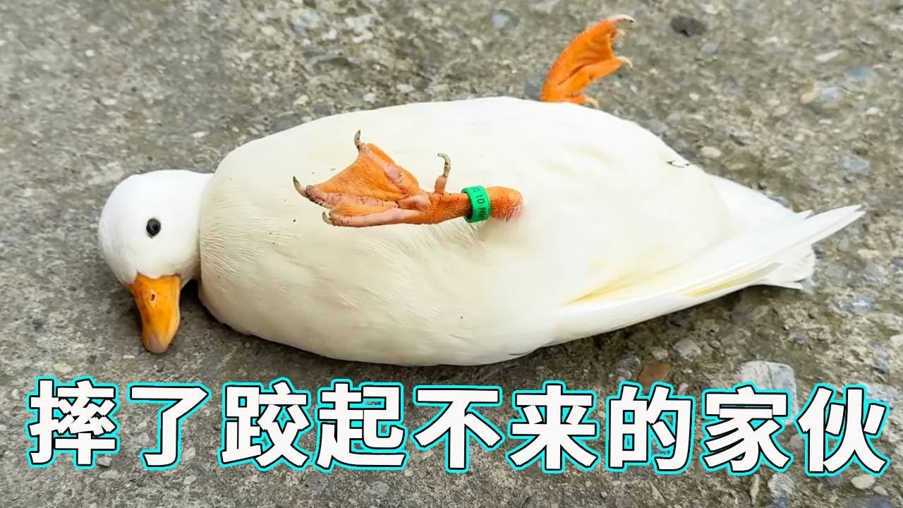 嗓门大就算了，摔了跤靠自己还起不来，这智商简直没谁了！【天下一场梦】