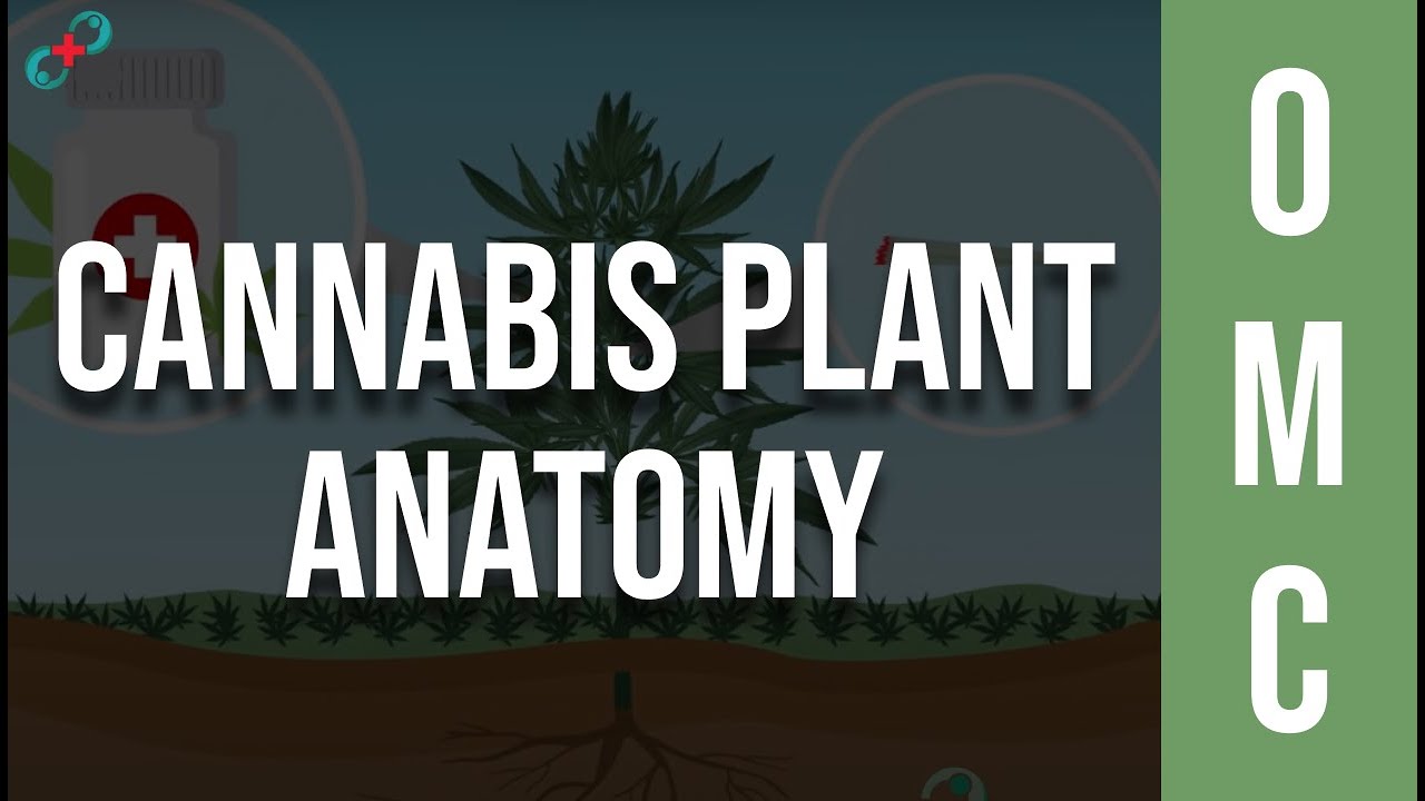 Cannabis Plant Anatomy - Male vs Female Weed Plant