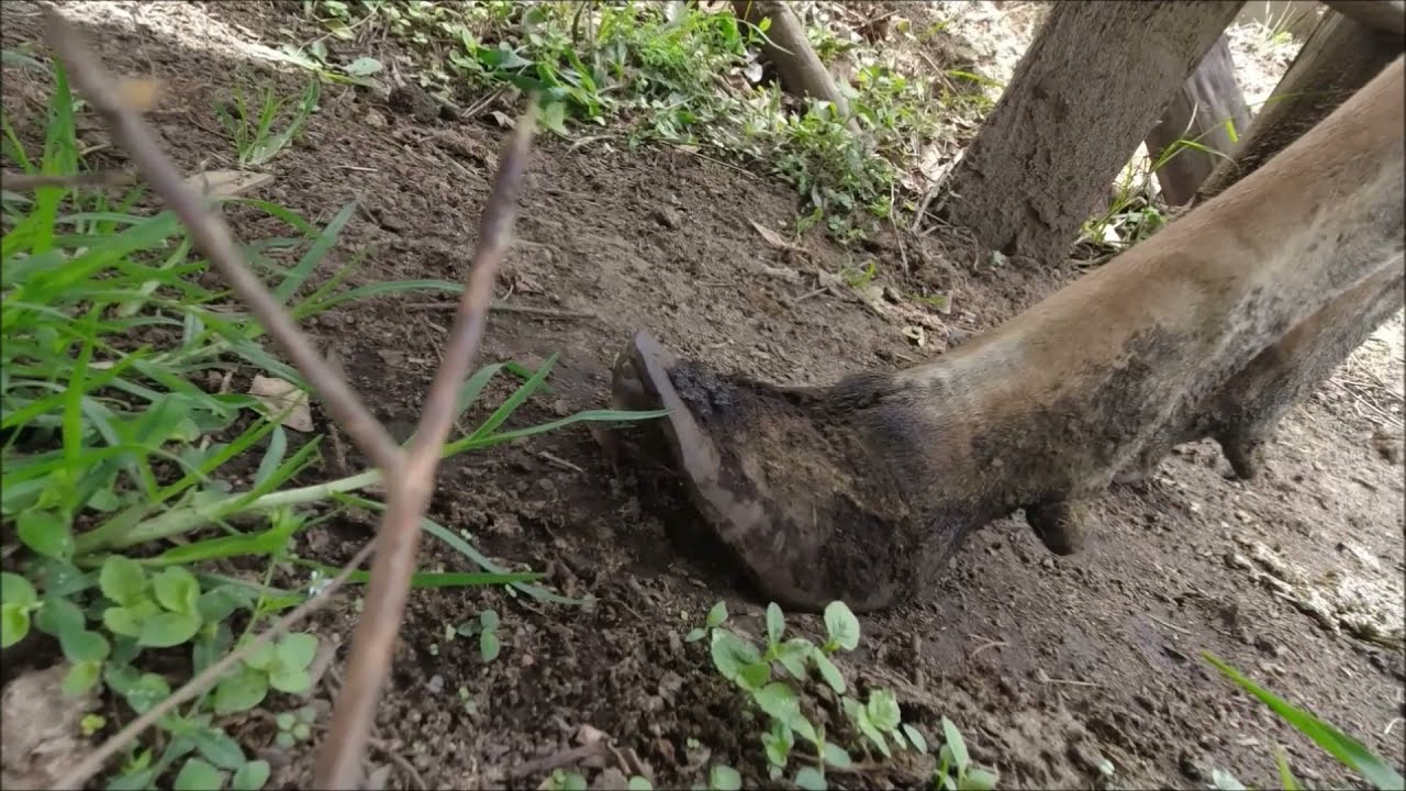 Recorte de pezuñas en vaca lechera próxima al parto. Recorte funcional de pezuñas.