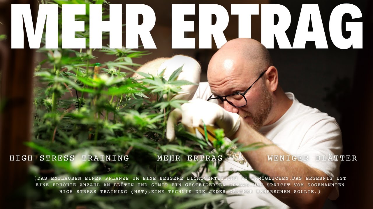 Wie man seine Pflanze f&uuml;r mehr Ertrag trainiert | High Stress Training *