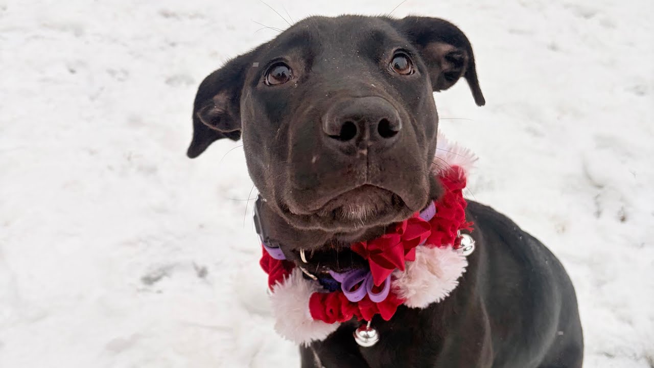Athena the wild puppy | Upstate Ny Dog Trainers