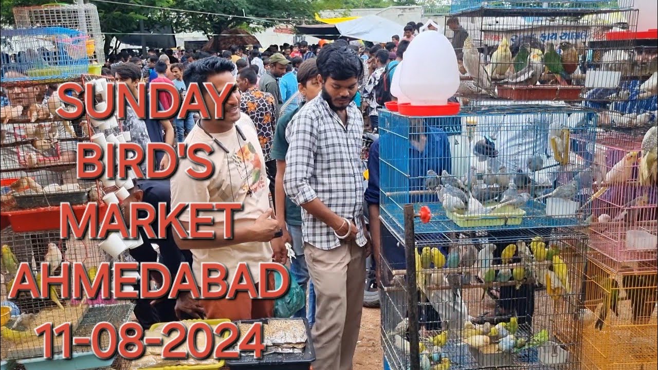 BIRD'S MARKET AHMEDABAD SUNDAY 11 August 2024