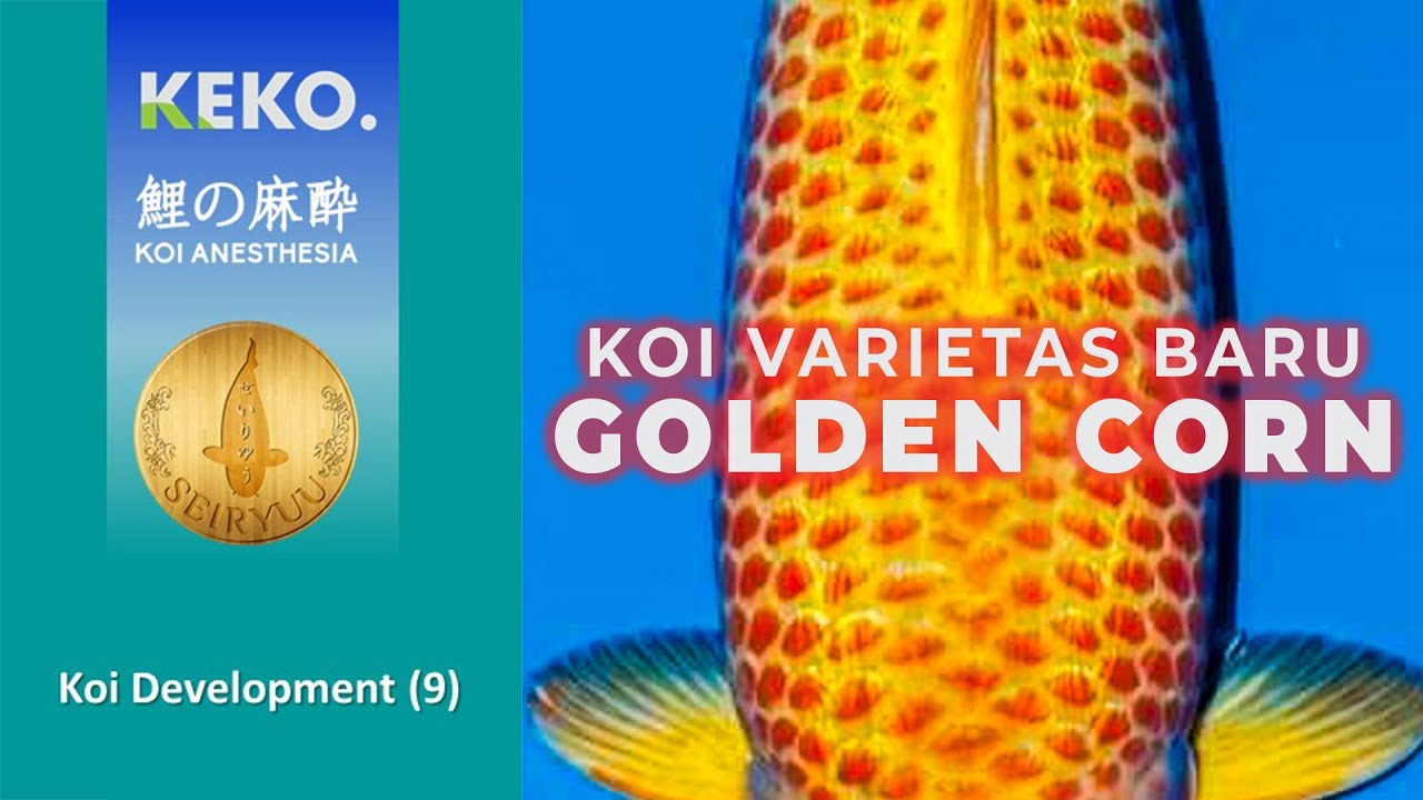 Koi Tanpa Nama NANASHI | Variasi Kawari GOLDEN CORN | Koi Development (9)