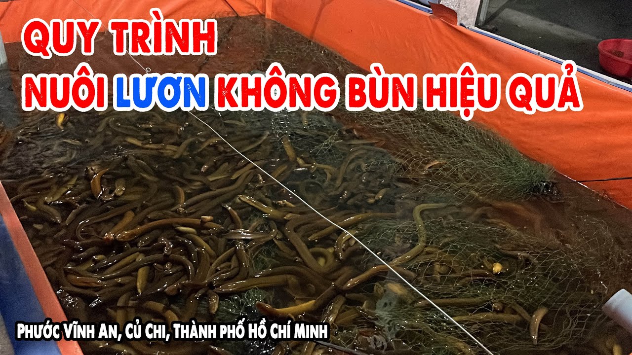 QUY TRÌNH NUÔI LƯƠN TỪ ĐẦU ĐẾN THU HOẠCH
