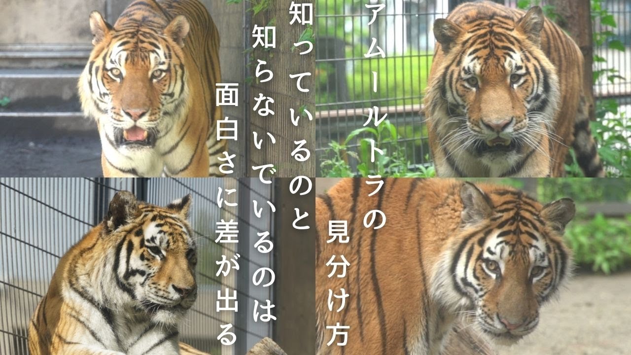 「アムールトラの見分け方」アムールトラを面白く見るために。映像問題付き【旭山動物園】