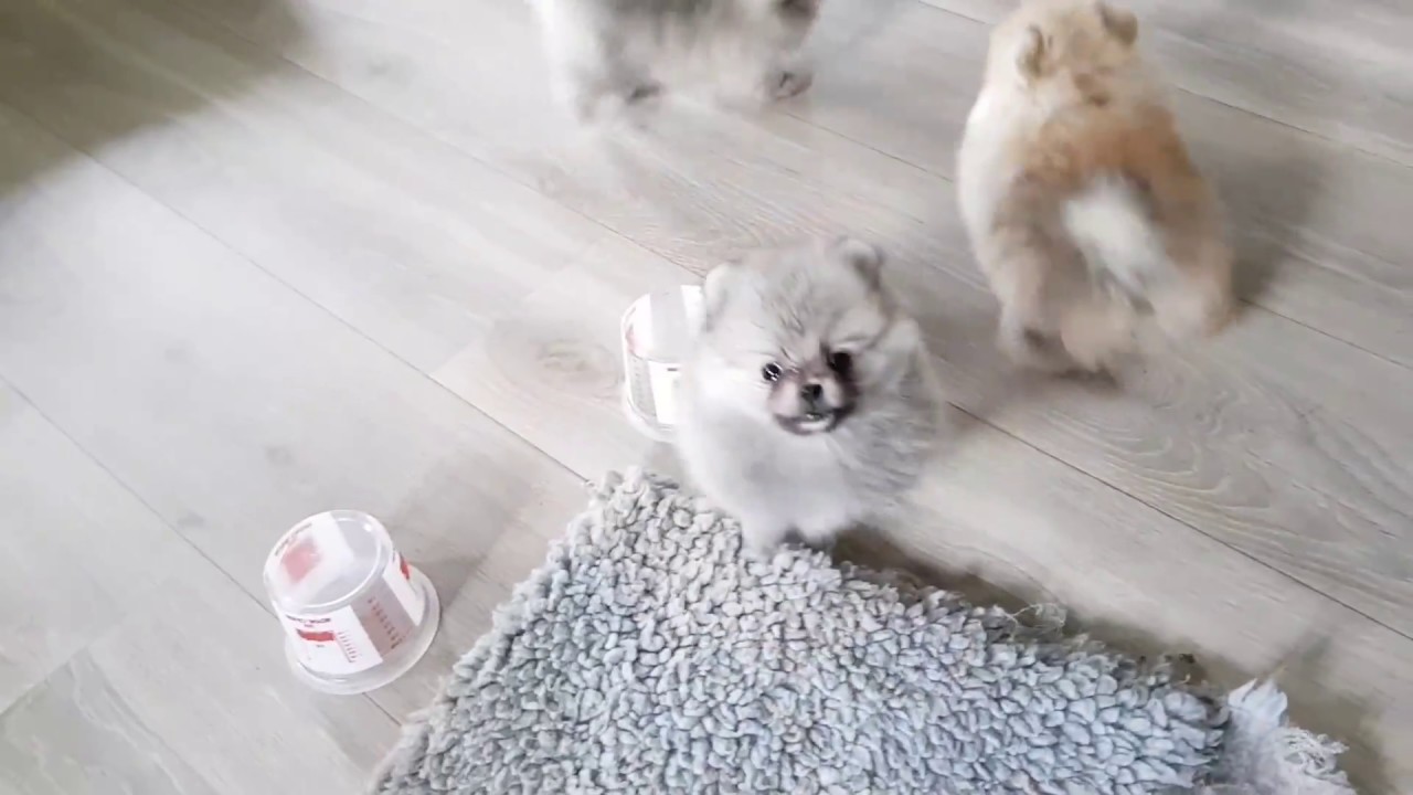 7 uker og 6 pom valper