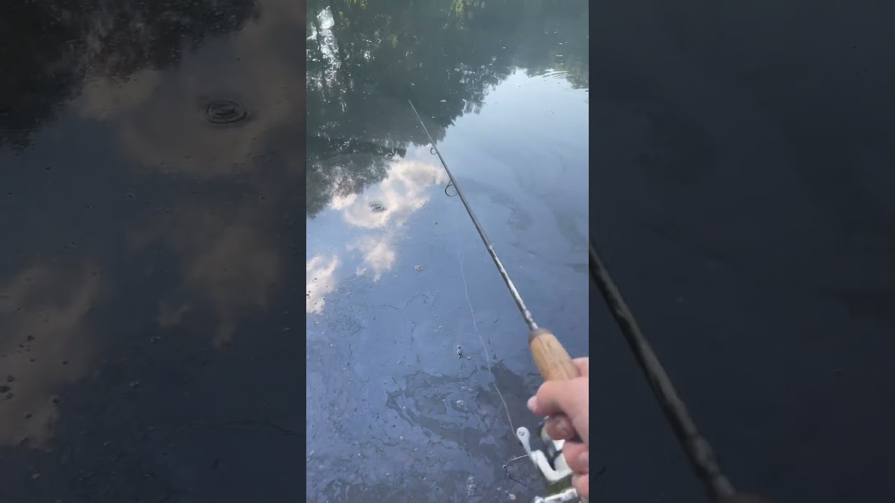 Live Bait Fishing for GIANT BASS! 🎣 #shorts #fishing