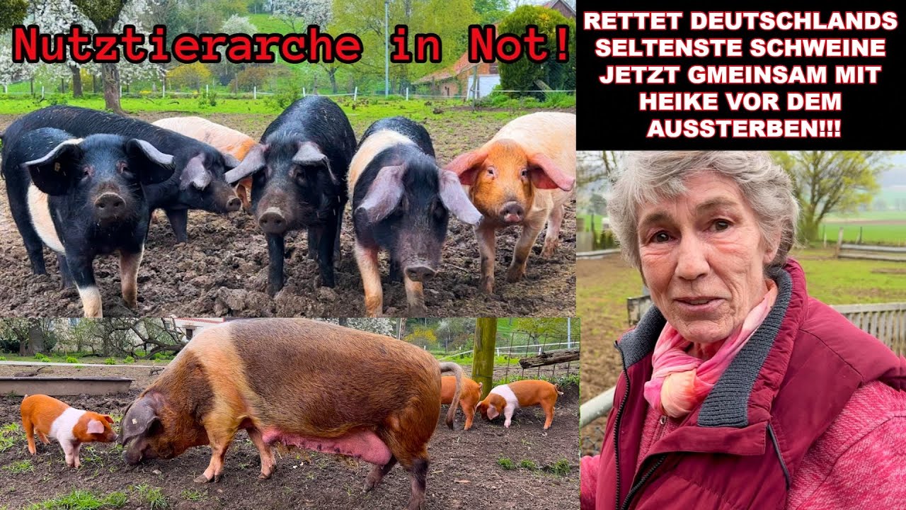 Deutschlands schönste Schweine in Gefahr! AUS für die Sattelschweine der Nutztierarche Swiensgaarn?
