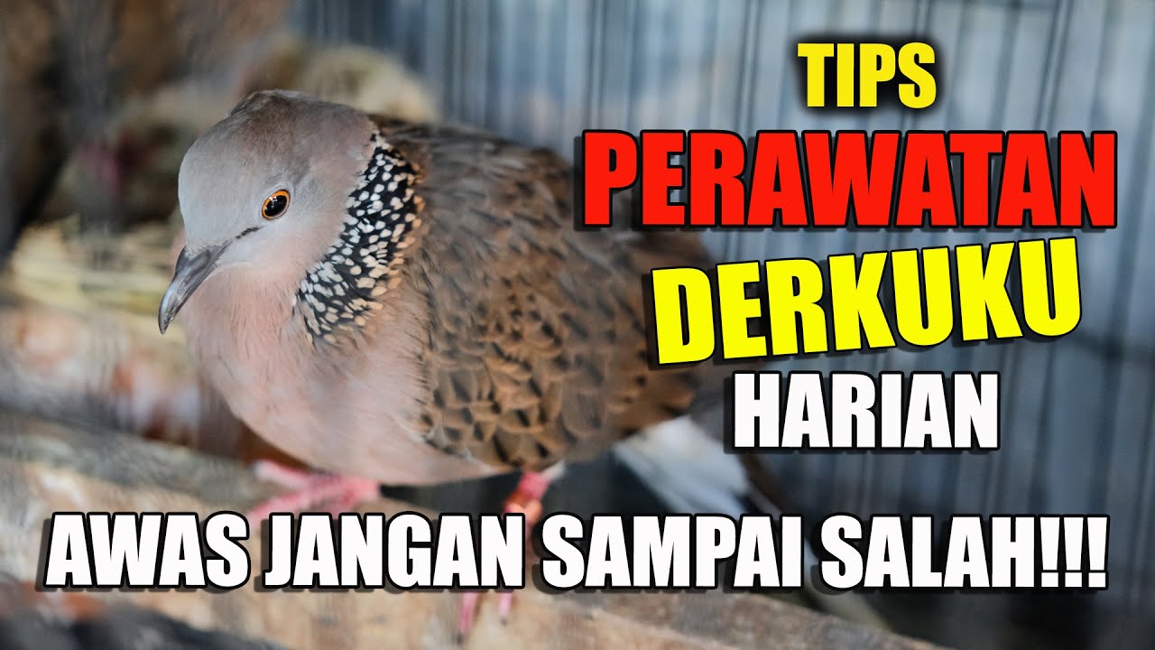 PERAWATAN HARIAN DERKUKU/TEKUKUR