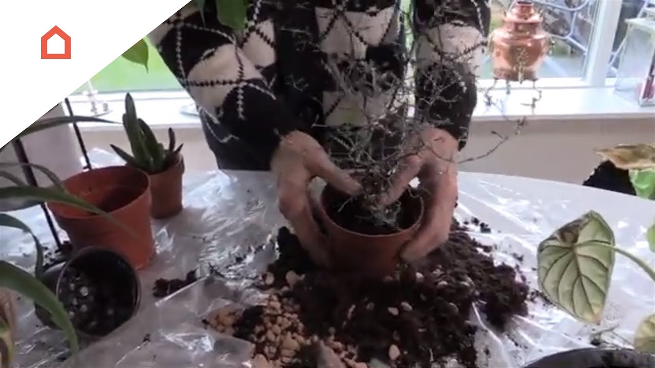 Omplantning af stueplanter - sådan gør du