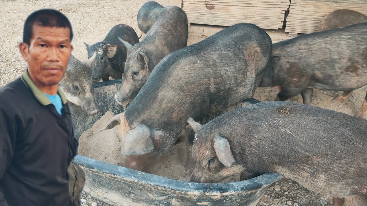 เลี้ยงหมูป่าเลี้ยงง่าย ราคาดี ทำปศุสัตว์มีรายได้ทั้งปี ทำผสมผสานกับการปลูกพืช