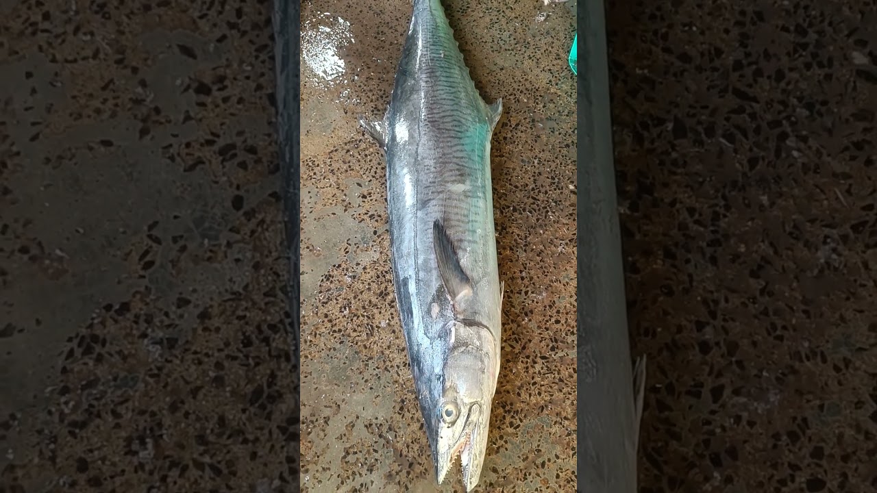 Big Surmai Fish||Mackral Fish||#shortsvideo #shorts #viral