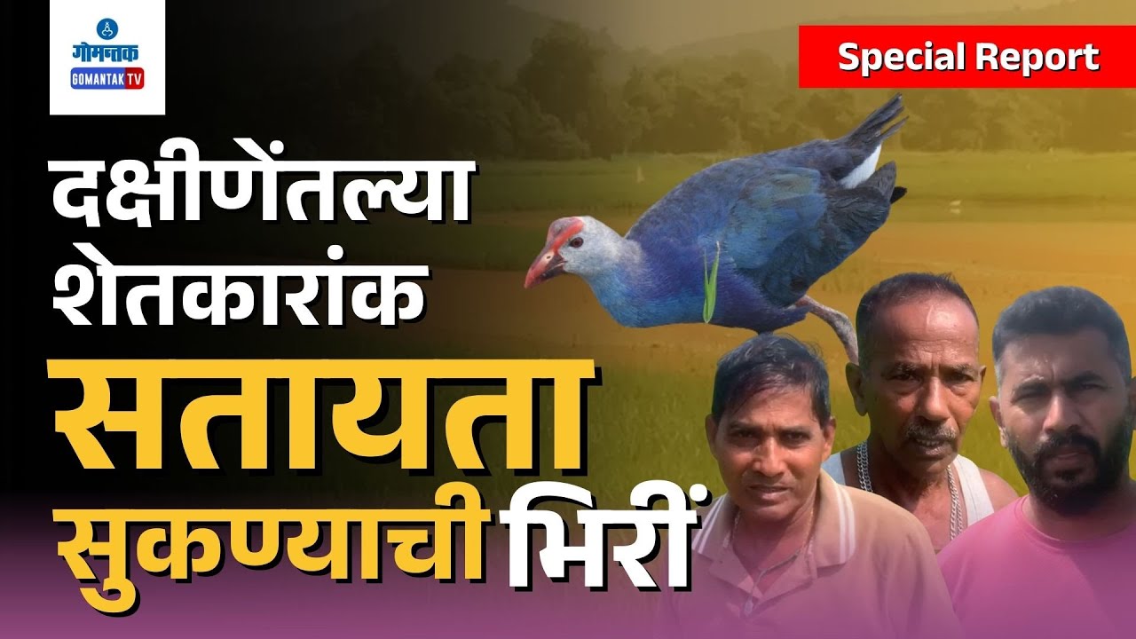 Farmers Issue - Grey-Headed Swamphen Wreaks Havoc on Paddy Fields Across South Goa | Gomantak TV