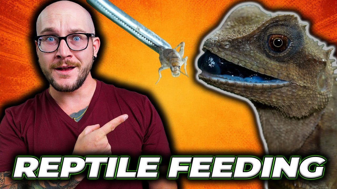 FEEDING ALL MY LIZARDS THOSANDS OF BUGS!