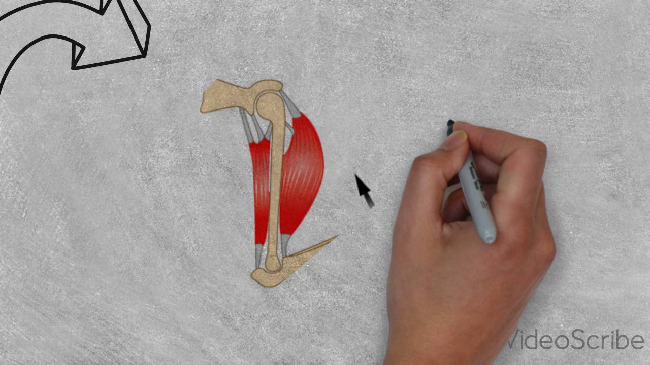 Animatie Gewrichten en spieren