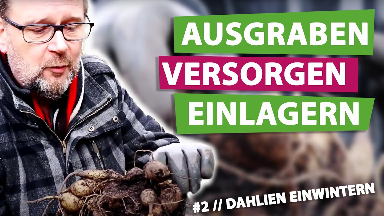 Dahlien einwintern mit der GartenFlora