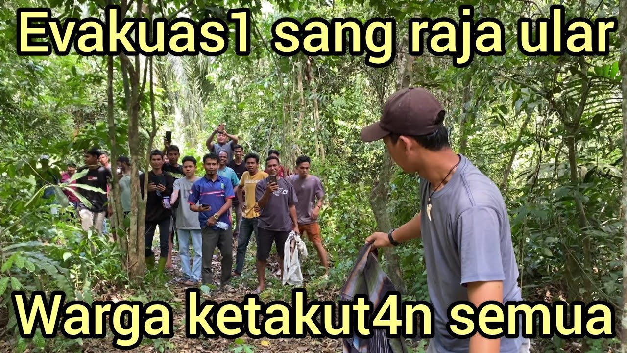 SEREM EVAKUAS1 ULAR KING COBRA BESAR DI BAWAH KEBUN DURIAN WARGA SEMUA PADA IKUT
