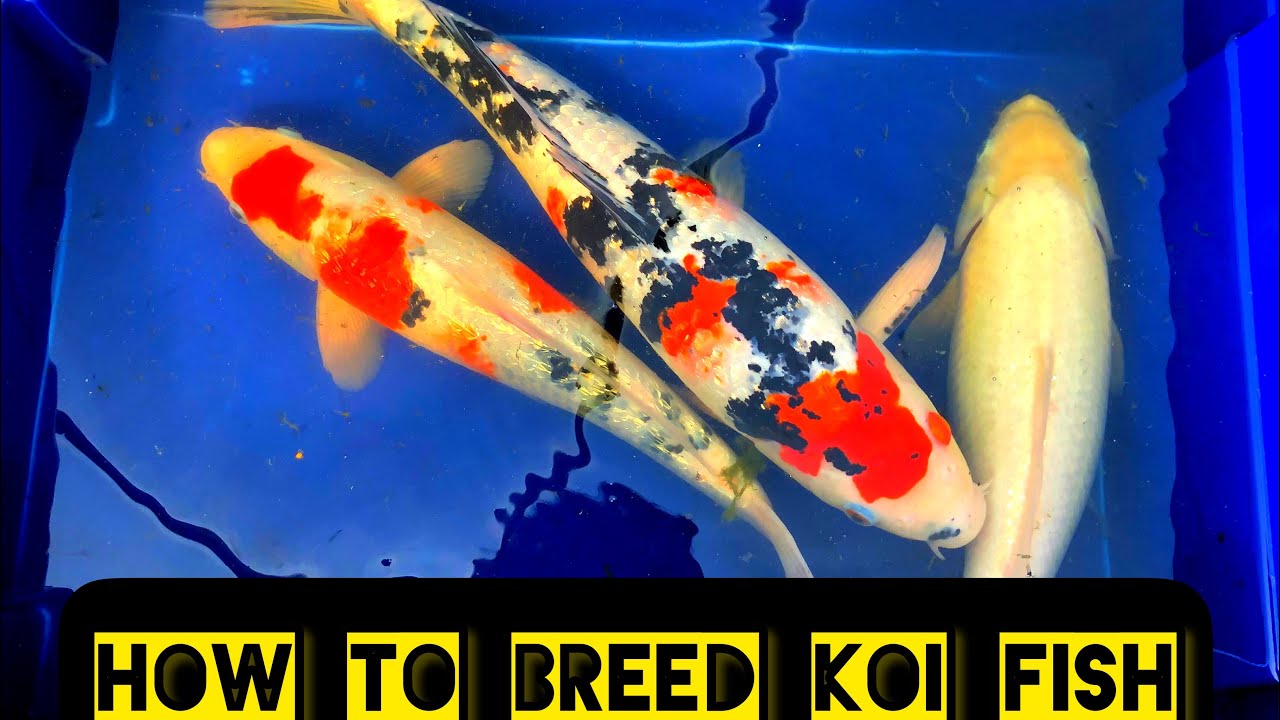 How to breed koi fish for beginners. Koi fish spawning in the Uk Part 1