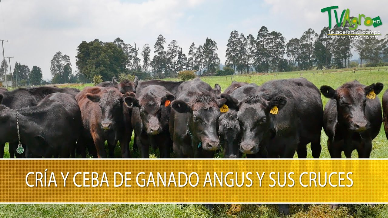 Cria y Ceba de Ganado Angus y sus Cruces- TvAgro por Juan Gonzalo Angel Restrepo