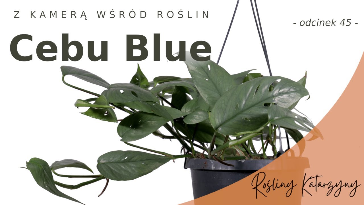 Wspaniałe Cebu Blue z Aldi 💙 Jak ogarnąć? 😉 Ciekawostki i uprawa - 🪴 ZKWR 45