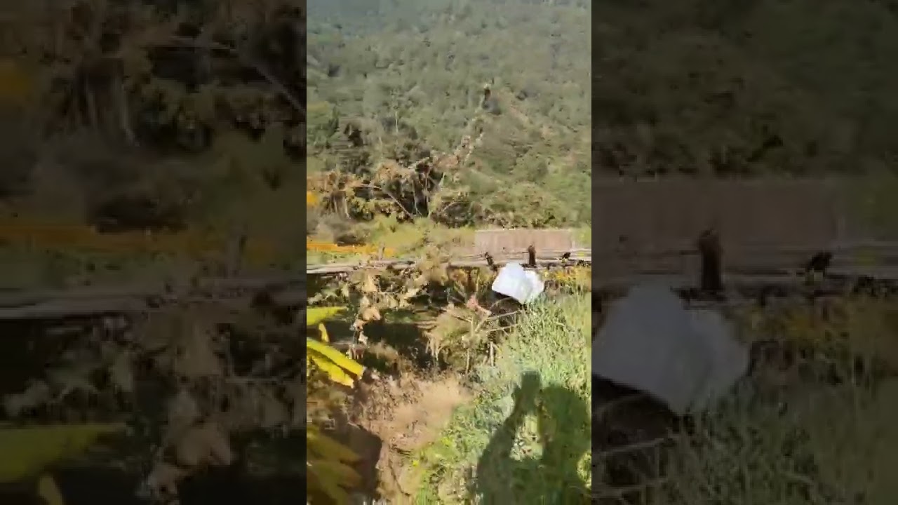 hunting Janey sathi#nepal #weed #marijuana #purplehaze #ganja