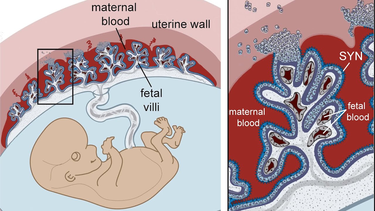 What happens if the mother and the baby do not share the same blood?