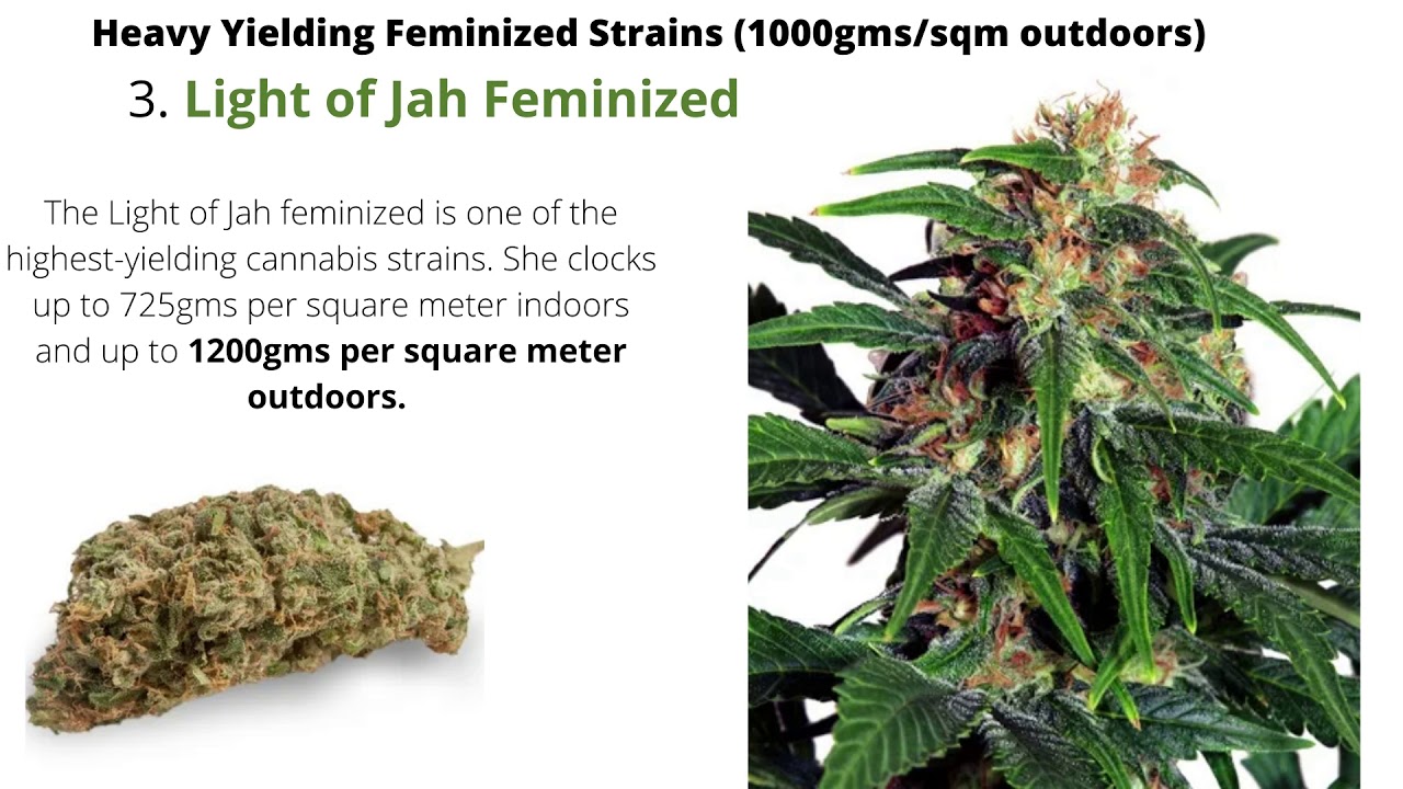 5 Heavy Yielding Feminized Strains From AMS (1000+gms/sqm)