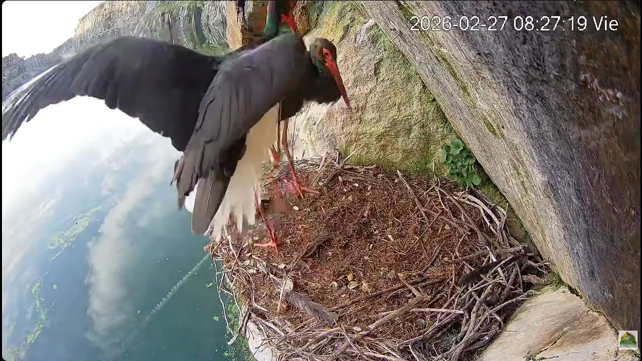 Cigüeñas Negras en Tajo- Bociany czarne- Zica & Natalio- Spotkanie pary i prace w gnieździe💞💞💞