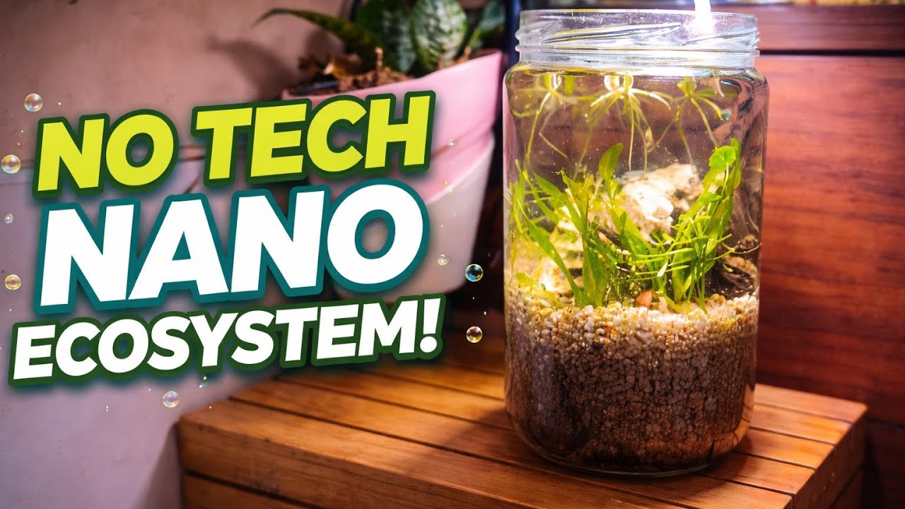 No Tech Nano Ecosystem!