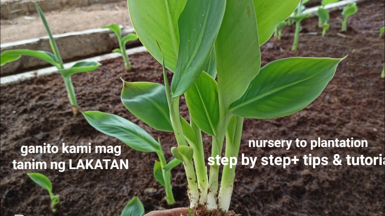BANANA LAKATAN, Step by Step nursery to plantation na walang gastos+tutorial and tips. Gha Agri Tv