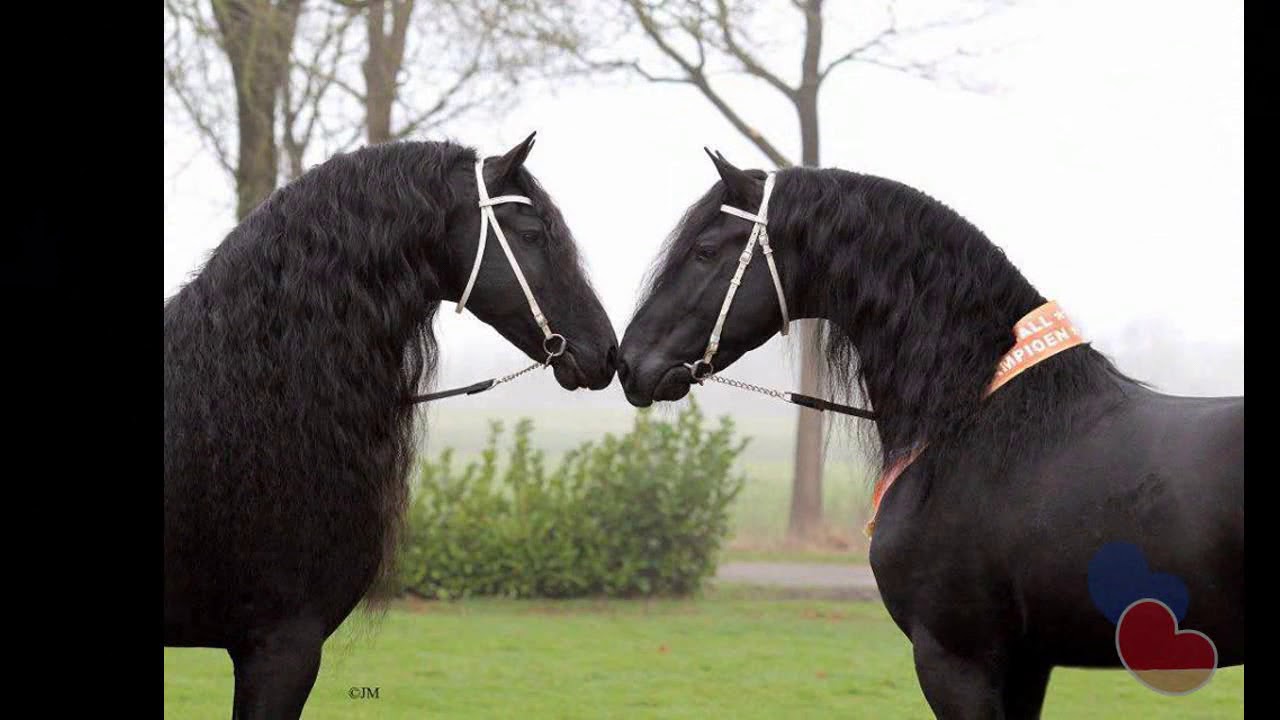 Stal de Mersken - Promotiefilm 2019