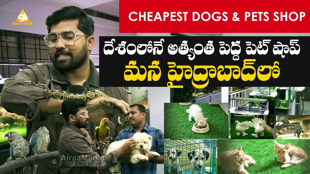 Best Quality Pet Shop 2022 | Best Price in Hyderabad | Buy 100% Original Breed Dogs | @AIRAAMEDIAA