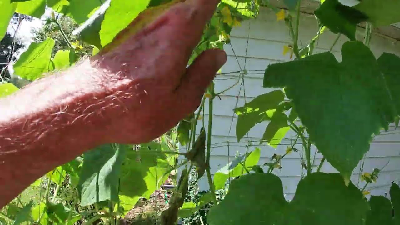 Bacterial Wilt. Its Sudden Death For Your Cucumbers or So It Appears!