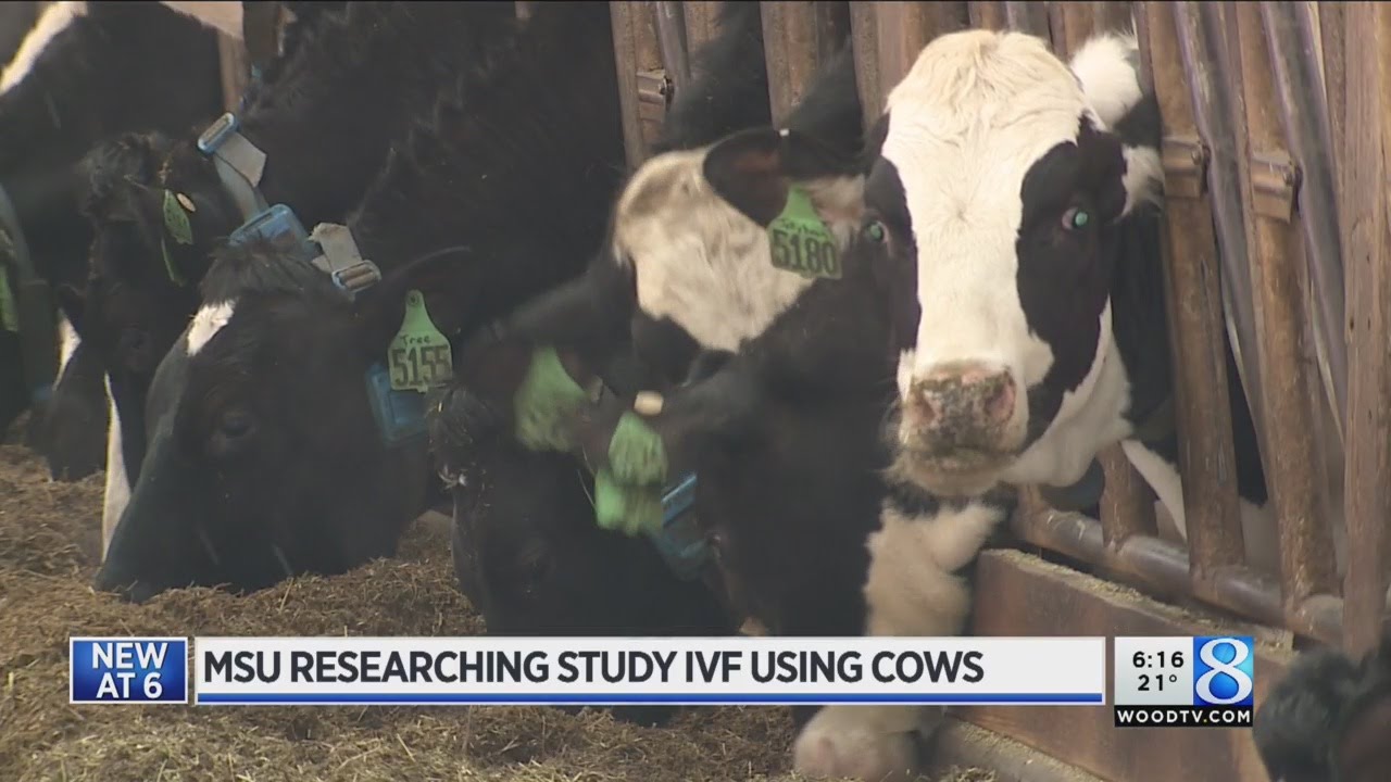 MSU researchers study in vitro fertilization using cows