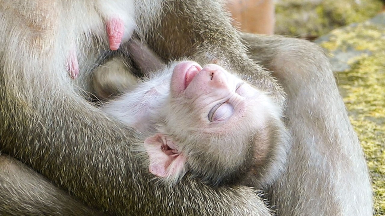 Nature breathing slowly |Newborn baby Levy takes a quick nap before mom training